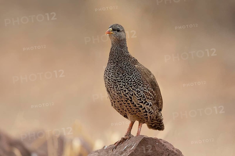 Natal Spurfowl (Pternistis natalensis) perched on a rock, South Africa