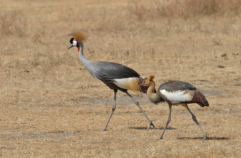 Black Crowned Cranes (Balearica pavonina) in the Ngorongoro Crater, Ngorongoro Conservation Area, Tanzania