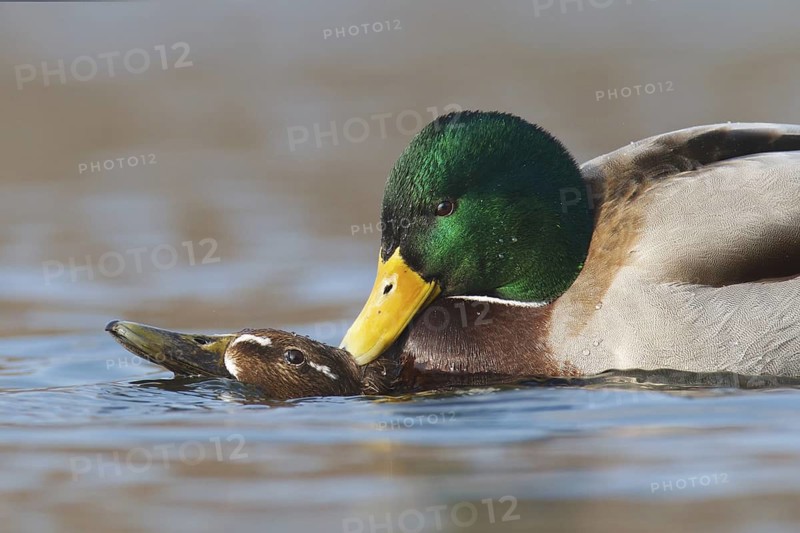 Mallard (Anas platyrhynchos), Berlin, Germany