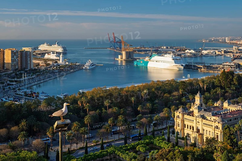 Yellow-legged gull overlooks the Port of Malaga in Spain at sunrise, with passenger ferry, cruise ship, city hall, cargo terminal and Mediterranean harbor