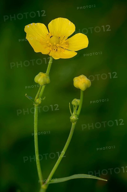 Large buttercup, buttercup family, ranunculaceae, ranunculus lingua, tongue buttercup, flora, high size, vertical format, plants, plants