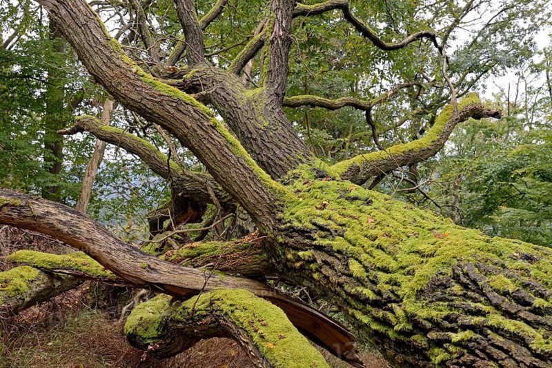 Oak (Quercus), deadwood covered in moss, Kellerwald-Edersee National Park, Hesse, Germany