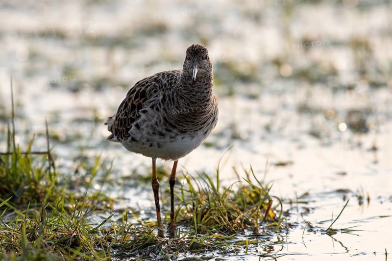 Ruff (Philomachus pugnax), backlit, Ochsenmoor, Dümmer, Lemförde, Lower Saxony, Germany