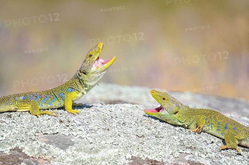 Ocellated Lizard (Timon lepidus) two aggressive adult with open mouth on a rock, Spain