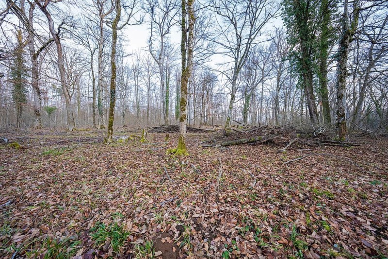 Bare forest in winter, covered with brown leaves, forest pasture compensation project for Hermann Hesse Bahn, Gechingen, Calw district, Germany