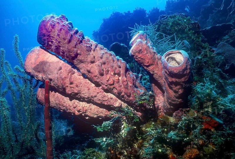 Tubular tubes of purple lilac pink dusky pink coloured old large stovepipe sponge (Aplysina archeri) protruding from stands in coral reef, Caribbean, Caribbean Sea, New Providence, Bahamas