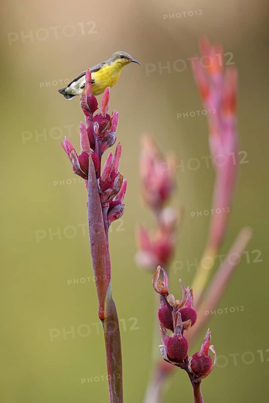 Purple Sunbird, (Cinnyris asiaticus), Nectarinia asiatica, female, biotope, habitat, animals, birds, Al Qurm Park, Muscat, Muscat, Oman
