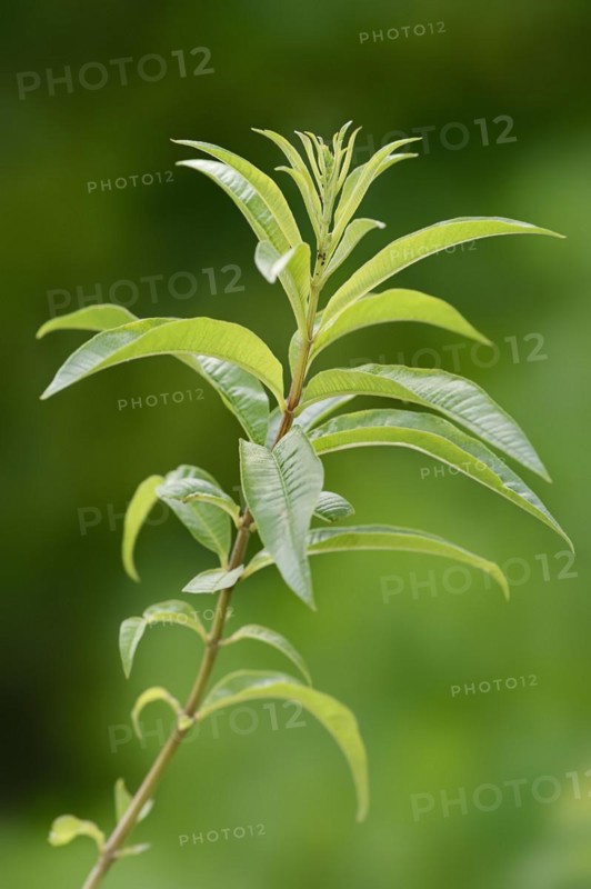 Lemon verbena or lemon bush (Aloysia citrodora, Aloysia triphylla), twig with leaves, native to South America, ornamental plant, North Rhine-Westphalia, Germany