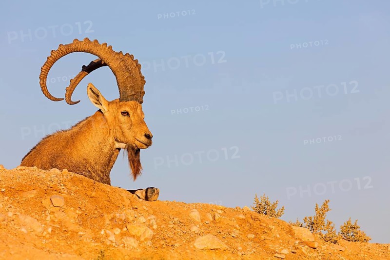Nubian ibex, Nubian ibex, (Capra nubiana), animals, mammals, ibex, Ben Gurion's Tomb, Midreshet Ben-Gurion, HaDarom, Israel