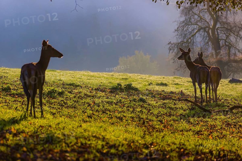 Three red deer hind (Cervus elaphus) stand on a meadow on hilly ground. A forest in fall foliage in the background