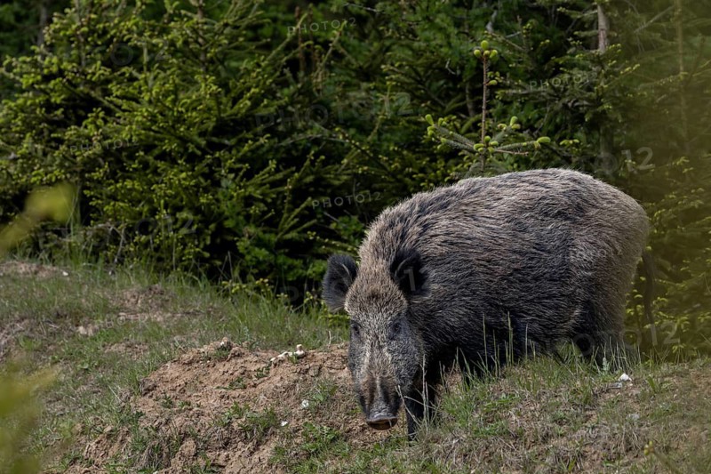 In the late afternoon, a wild boar boar (Sus scrofa) appears at the edge of a wallow, discovers me and immediately retreats, encounter, surprise, fright, May, Denmark
