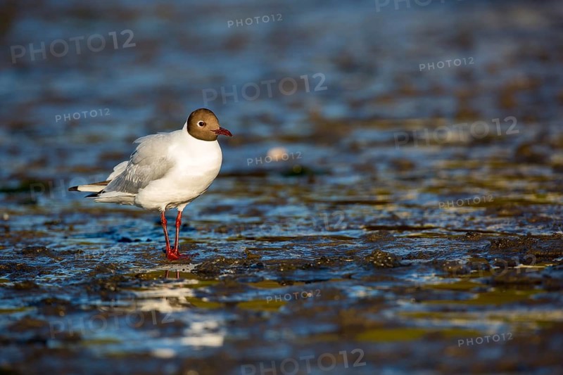 Black-headed Gull (Chroicocephalus ridibundus), Seahouses, United Kingdom