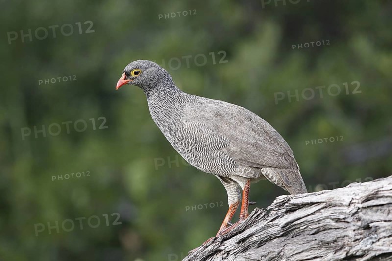 Red-billed Spurfowl (Pternistis adspersus), Western Cape, South Africa