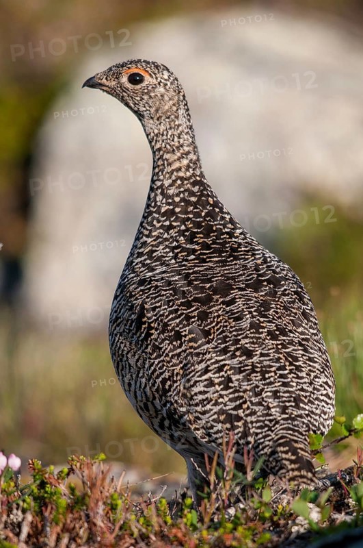Alpine ptarmigan, Finland, Lagopus muta, Lagopus mutus, ptarmigan, birds, chickens, female, galliformes, high size, portrait format, chicken, chicken birds, grouse grouse, rock ptarmigan, tetraonidae, birds