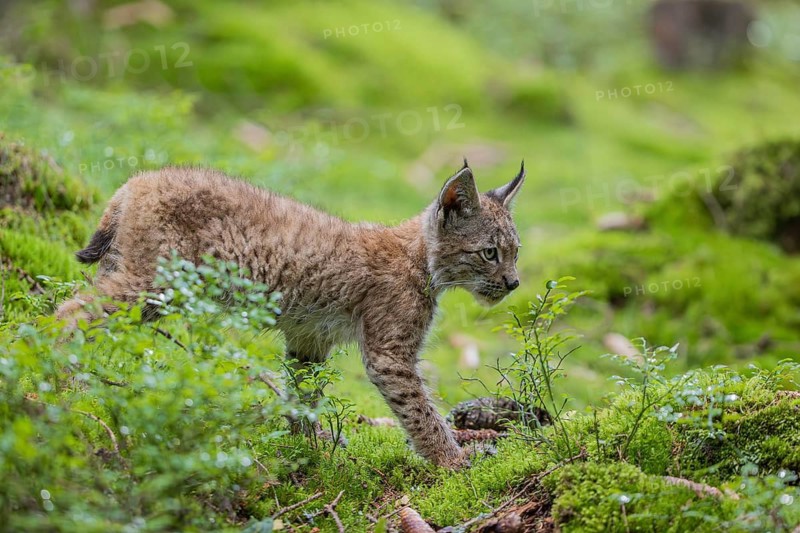 One young (10 weeks old) male Eurasian lynx, (Lynx lynx), walking through the wet undergrowth of a forest floor. Backlit condition