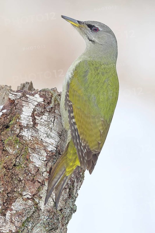 Grey-headed Woodpecker (Picus canus), a male perched on the trunk of a grey birch (Betula populifolia) whilst foraging, wildlife, woodpeckers, birds, nature photography, Wilnsdorf, North Rhine-Westphalia, Germany