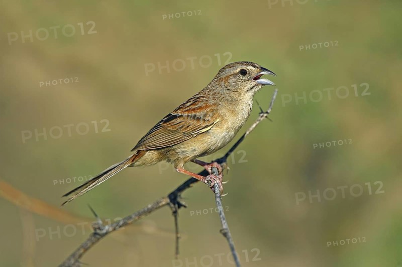 Botteri's Sparrow Aimophila botterii Santa Rita Mountains, Pima County, Arizona, United States 29 July Adult Male singing. Emberizidae