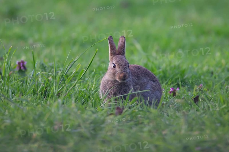 Rabbit (Oryctolagus cuniculus) wild juvenile baby animal in grassland in the summer, England, United Kingdom