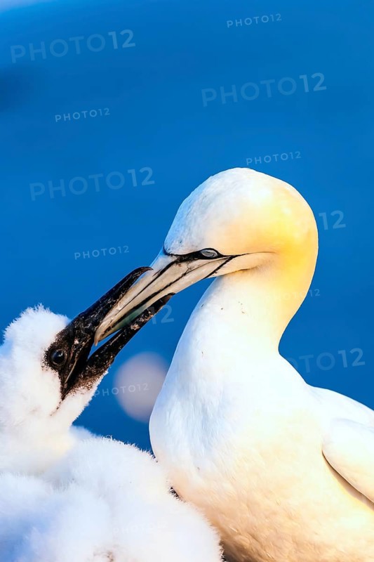 Gannet feeding its young, (Morus bassanus), Helgoland Island, Schleswig-Holstein
