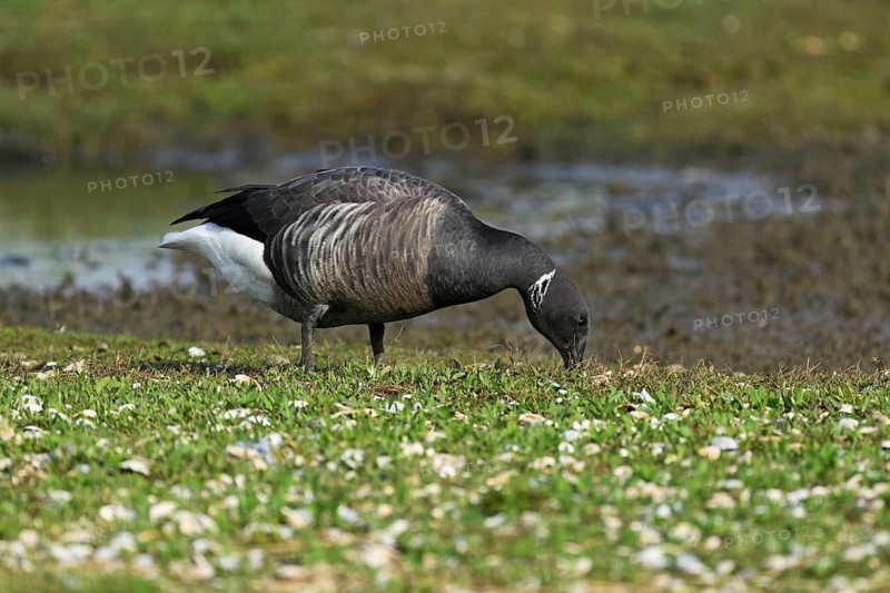 Brent goose (Branta bernicla), foraging, West Frisian Islands, province of North Holland, Netherlands