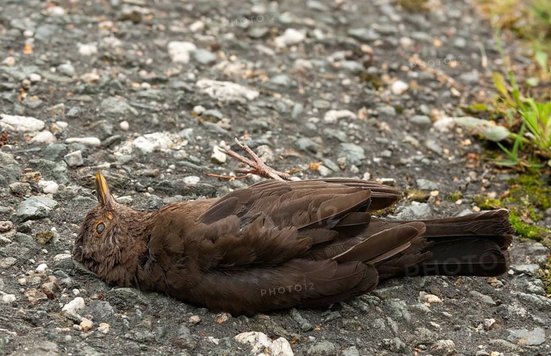 Blackbird, dead find, turdus merula, birds, female, passeri, songbirds, songbirds, road death, death, dead, traffic victim, traffic death, birds, female, run over
