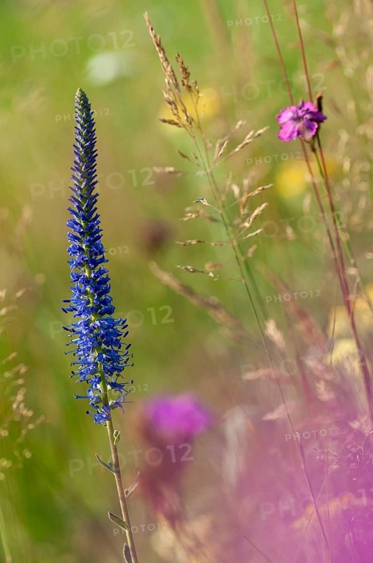 Blue willow, brownroot, pseudolysimachion spicatum, scrophulariaceae, spiked speedwell, flora, high size, portrait format, plants, spiked blue willow