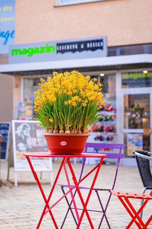 Yellow flowers in a flower pot on a table in front of a modern shop, Nagold, Black Forest, Germany