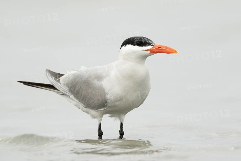 Caspian Tern (Hydroprogne caspia), Gambia