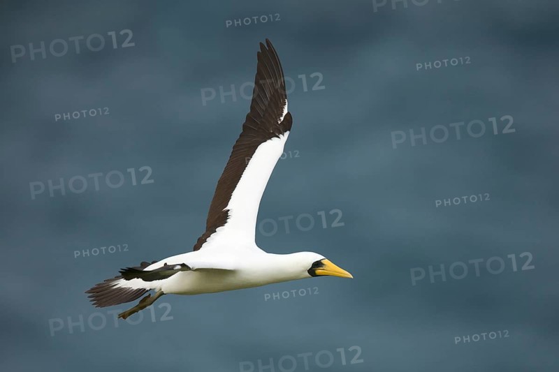 Masked Booby (Sula dactylatra tasmani) flying, Norfolk Island