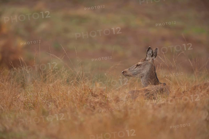 Red deer (Cervus elaphus) adult female hind animal sleeping in grassland in autumn, England, United Kingdom