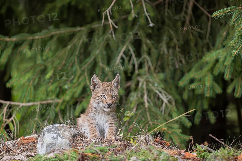 One young (10 weeks old) male Eurasian lynx, (Lynx lynx), sitting at a forest edge