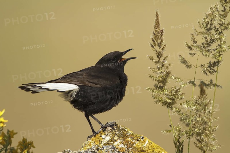 Black Wheatear (Oenanthe leucura) male singing, Castile-La Mancha, Spain