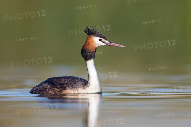 Australasian Crested Grebe (Podiceps cristatus australis), Victoria, Australia