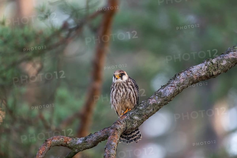 One female red-footed falcon (Falco vespertinus) sitting on a twig of a tree in a forest. Green vegetation in the background