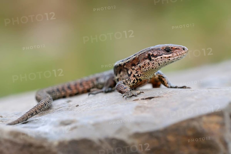 Viviparous Lizard (Zootoca vivipara) adult on a rock, North Rhine-Westphalia, Germany
