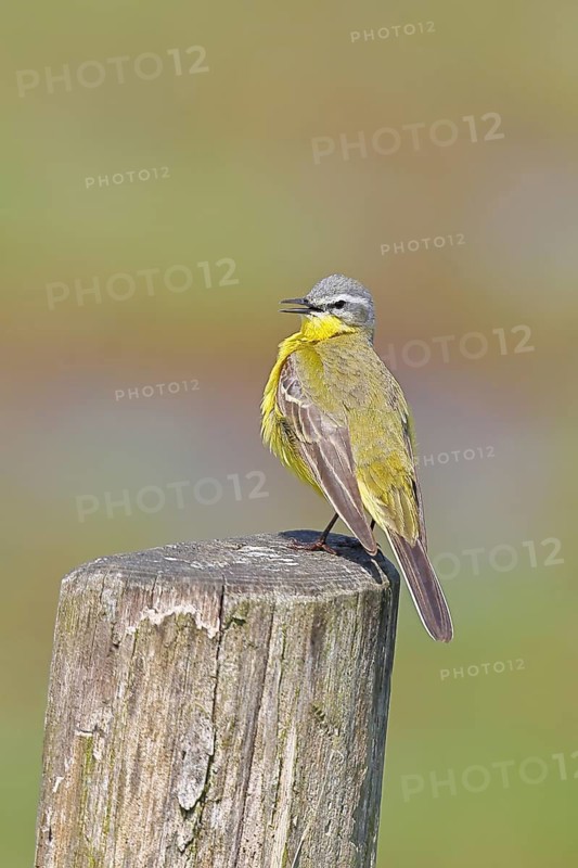 Yellow wagtail (Motacilla flava), on a pasture fence post, Dümmer, Lake Dümmer, Ochsenmoor, Hüde, Lower Saxony, Germany