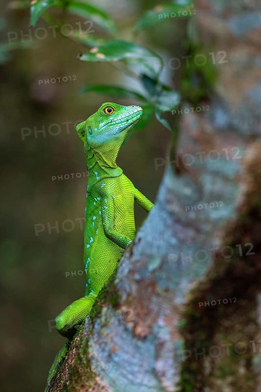Frontal lobe basilisk (Basiliscus plumifrons), Balisken (Basiliscus), La Fortuna, Guanacaste, Costa Rica