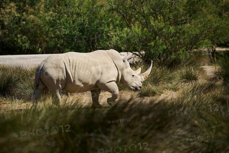 Square-lipped rhinoceros (Ceratotherium simum), standing in the dessert, captive, distribution Africa