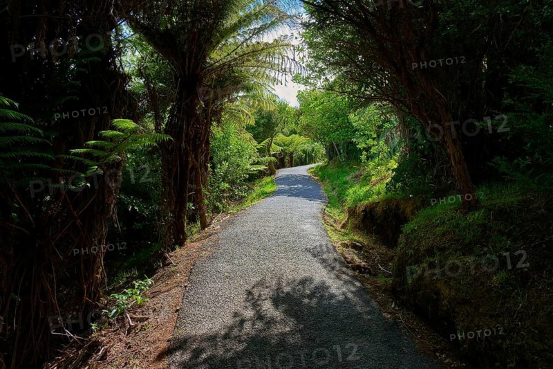 A shady path leads through a dense forest of ferns and trees, Cathedral Cove, Hahei, Coromandel Peninsula, North Island, New Zealand