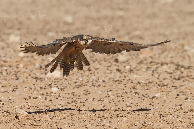 Lanner Falcon (Falco biarmicus) flying, Northern Cape, South Africa