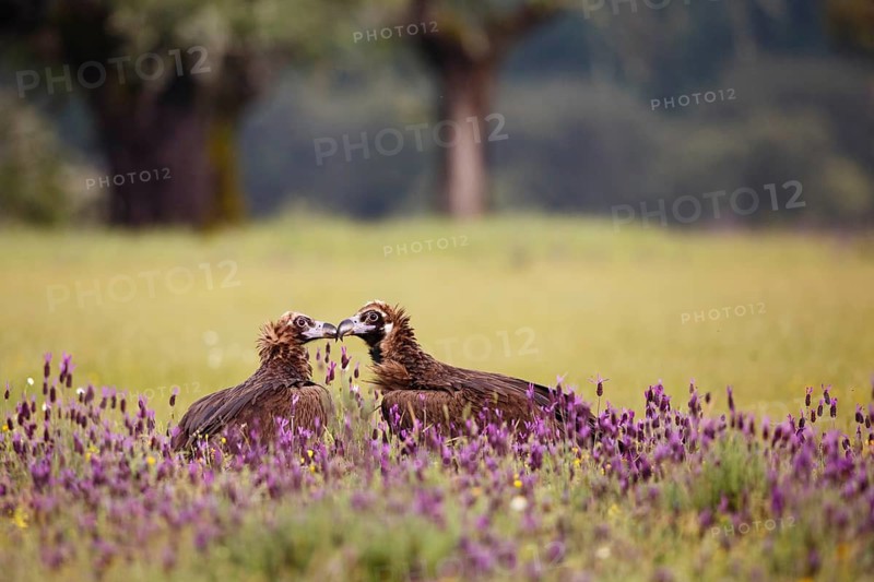 Cinereous Vulture (Aegypius monachus) pair, Castile, Spain