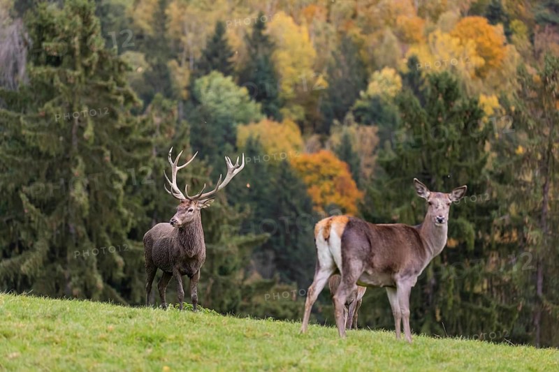 One red deer stag (Cervus elaphus) and some hind stand on a meadow on hilly ground during a storm. Leaves and small twigs flying around. A forest in fall foliage in the background
