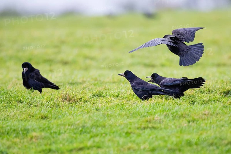 Rook (Corvus frugilegus), four birds on a meadow, calling to each other, Northumberland, England, United Kingdom