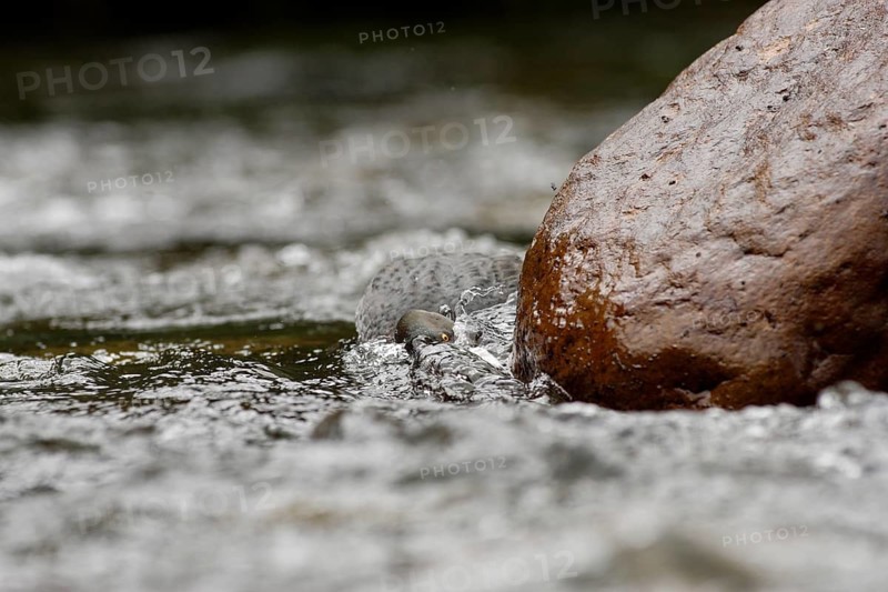 Blue Duck (Hymenolaimus malacorhynchos), New Zealand
