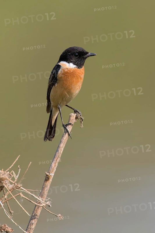 Siberian Stonechat (Saxicola maurus) male, Phetchaburi, Thailand