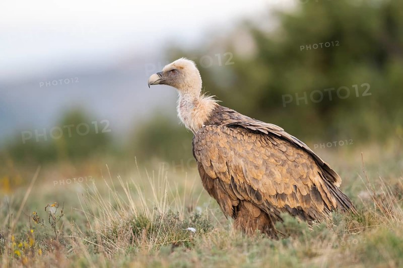 Griffon Vulture (Gyps fulvus) sitting on a meadow in autumn, Pyrenees, Catalonia, Spain