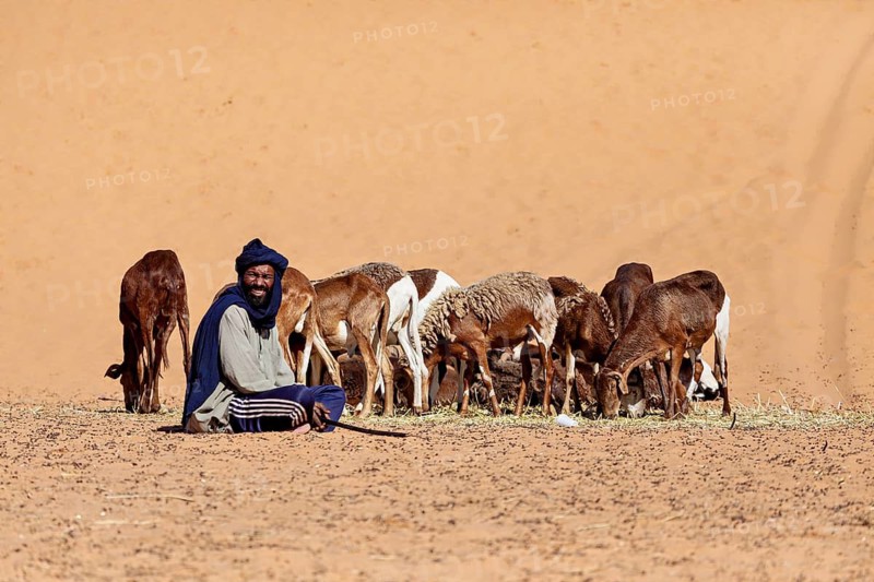 A smiling shepherd sits next to a group of goats in the desert. The scene radiates peace and contentment, The goat market of In Salah in Algeria