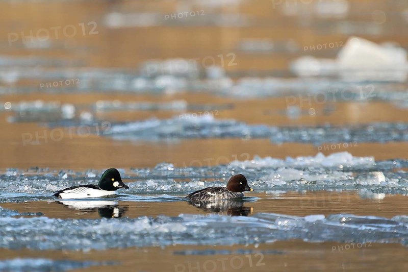 Common Goldeneye (Bucephala clangula) pair, Baden-Wuerttemberg, Germany