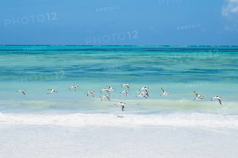 A flock of white and black sea birds flies low over breaking waves of the turquoise Indian Ocean under a clear blue sky. In Zanzibar, Tanzania
