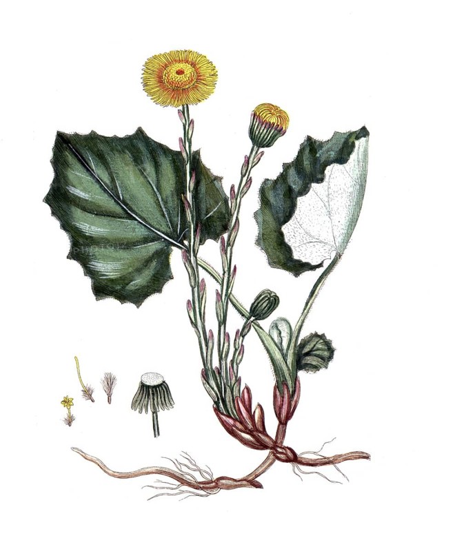 Tussilago farfara, coltsfoot, digital reproduction of a historical model, between 1790 and 1810